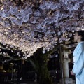 『京都人の密かな愉しみ』シリーズ最終話「桜散る」編が13日放送！