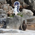 東武動物公園×けもフレのコラボ企画に追加情報なのだ！フルル役の築田行子出演の動物ガイドなど