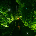 闇夜に光る“青もみじのトンネル”でノスタルジーに浸る京都旅 画像