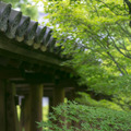 青もみじも美しい東福寺