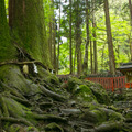 縁結びでも有名な貴船神社のご神木「相生の大杉」