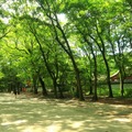 “糺の森”は雨の日でも森の香りが濃くなり気持ちがいい