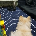 距離を保ちながら眺めているお犬様