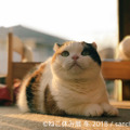 26日から開催！「ねこ休み展 冬 2018」の詳細が明らかに