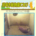 動物なにしてる？須坂市動物園てれび　携帯サイト