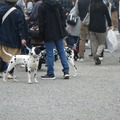 「代々木公園わんわんカーニバル2018」に行ってみた！イベント、掘り出し物もいっぱい