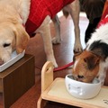 【青山尚暉のわんダフルカーライフ】愛犬との遠出、どんなことに気をつけるべき？