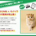 「ねこ休み展」が浦和初上陸！願いが書き込める巨大絵馬も登場