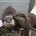 かみね動物園、18日に「はちゅウるい館」をオープン！「けもフレ」とのコラボも