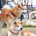 『秋田犬　ゴンとトラ　あきたけんじゃないよ　あきたいぬだよ』発売記念イベント【写真：竹内みちまろ】