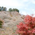 桜と紅葉の奇跡の競演！自然、歴史、グルメ…“映える”スポット満載の愛知旅 画像
