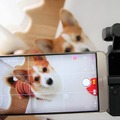 【ワンコとお出かけ　Vol.31】スタビライザー付き小型カメラ「DJI Osmo Pocket」はワンコ撮影に向いている？