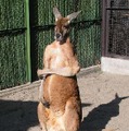 　アットネットホームと須高ケーブルテレビは、動物園の動物の様子や解説などをインターネット配信するブロードバンドコンテンツ「デジタルアニマルパーク」の制作に合意したと発表した