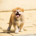 貴重な秋田犬の赤ちゃん写真も！「秋田犬のおやこ」写真展が開催