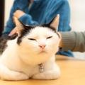 【ペットと出勤できる会社】“猫とともに働く”IT企業「ファーレイ」