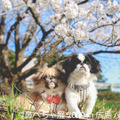 鼻ぺちゃ犬の作品が大集合！パグやシーズーの合同写真展＆物販展が広島で開催 画像