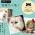 WEBねこにすと第2弾