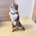 WEBねこにすと第2弾