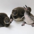 マゼランペンギンの赤ちゃん(左から「おこめ」「おもち」「きなこ」）