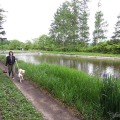 夏の愛犬とのドライブ旅行で気になる害虫対策