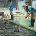 しながわ水族館のイルカトレーナー渡邊果南さん（C）TBS