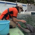 しながわ水族館のイルカトレーナー渡邊果南さん（C）TBS