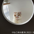 「ねこ休み展」秋の新作展が名古屋で17日から開催