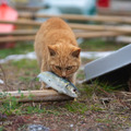 「どら猫」著者：五十嵐 健太定価：1,400円＋税発行：飛び猫合同会社