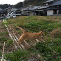 「どら猫」著者：五十嵐 健太定価：1,400円＋税発行：飛び猫合同会社