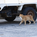 「どら猫」著者：五十嵐 健太定価：1,400円＋税発行：飛び猫合同会社