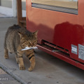 「どら猫」著者：五十嵐 健太定価：1,400円＋税発行：飛び猫合同会社