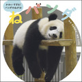 パンダの癒しの寝姿を集めた写真集『ねパンダ』が発売決定！ 画像