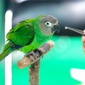 鳥の餌やりができる「鳥カフェ」