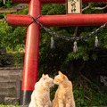 SNSフォロワー計90万人の猫写真家夫妻が撮るフォトブック『島にゃんこ』2月22日発売
