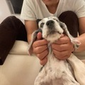 高橋克典の愛犬・ジェニー