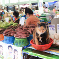 関由香『ねこと一緒に、今日もいい日。』