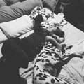 高岡早紀、パジャマ姿で愛犬たちの間で眠る至福ショット