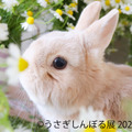 「うさぎしんぼる展 2023」展示作品