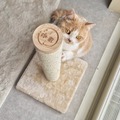猫壱、ねこ用タテ型つめとぎ「バリバリつめとぎポール 麻」販売開始 画像