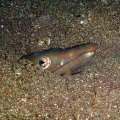 海底に生息する生物