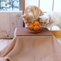 猫と、こたつと、思い出みかん