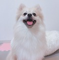 ぽんず