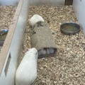 コメダの麻袋はモルモットたちに大人気！（写真は甲府市遊亀公園附属動物園の公式Xより）※動物園より掲載許諾をいただいています