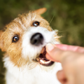 犬用おやつのバイキングが登場