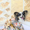 西陣織ドッグウェアブランドMiyako