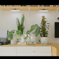 部屋に置かれた観葉植物の花瓶は、Matthewさんがデザインし、この3Dプリンタで出力したものだ。