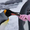 「旭川市×ソニービル ハイビジョン旭山動物園」