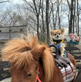 愛犬と楽しむポニー乗馬体験！ホテルフォレストヒルズ那須のドッグパークにて新サービス開始 画像