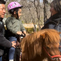 子どももポニーに乗馬可能