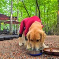 無添加でバランスの良いわんちゃんごはん